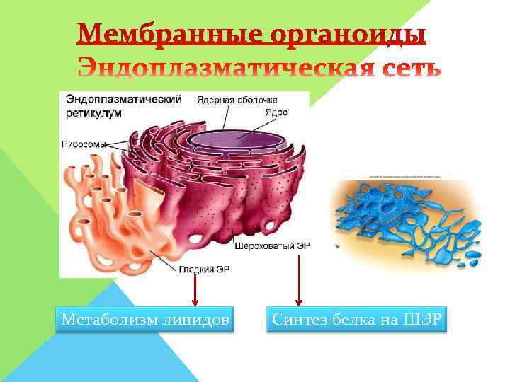      Нуклеиновых      кислот нет. Метаболизм