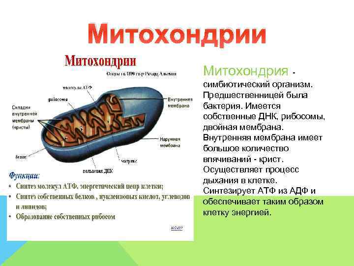 Митохондрии  Митохондрия -   симбиотический организм.   Предшественницей была  