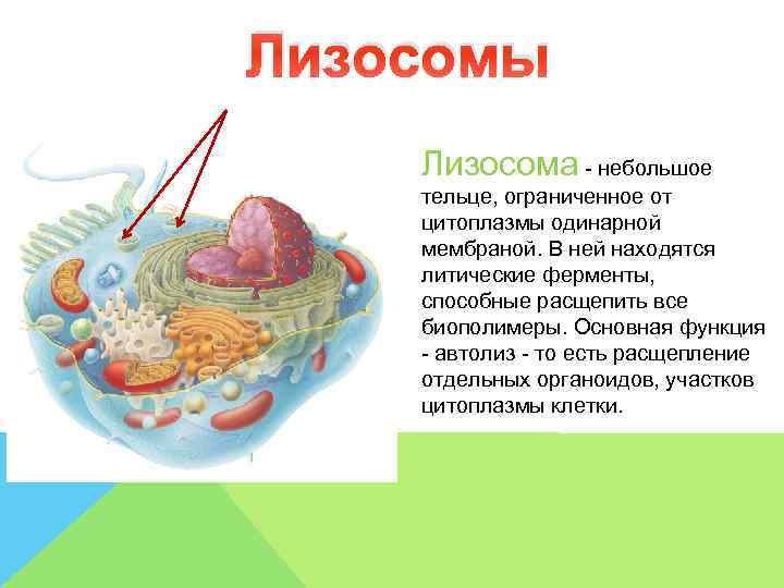 Лизосомы Лизосома - небольшое тельце, ограниченное от цитоплазмы одинарной мембраной. В ней находятся литические