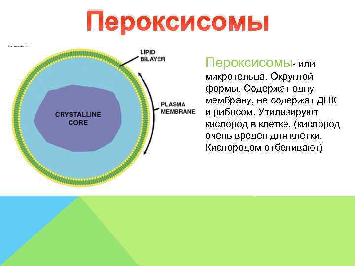 Пероксисомы  Пероксисомы- или   микротельца. Округлой   формы. Содержат одну 