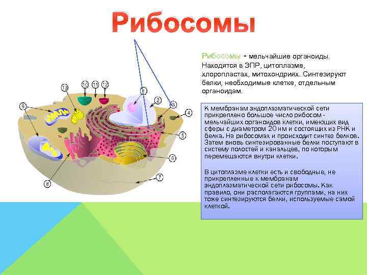 Рибосомы - мельчайшие органоиды.  Находятся в ЭПР, цитоплазме,  хлоропластах, митохондриях. Синтезируют белки,