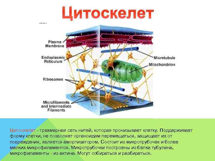      Цитоскелет - трехмерная сеть нитей, которая пронизывает клетку. Поддерживает