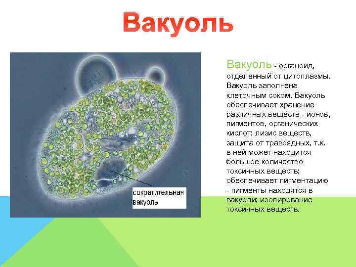 Вакуоль - органоид,   отделенный от цитоплазмы.   Вакуоль заполнена  клеточным