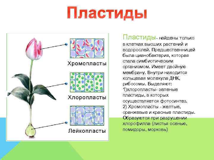 Пластиды- найдены только  в клетках высших растений и  водорослей. Предшественницей  была