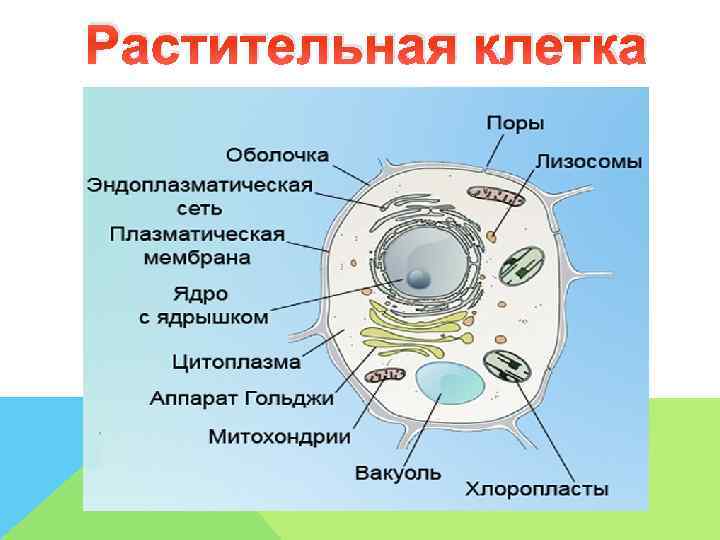 Лизосомы