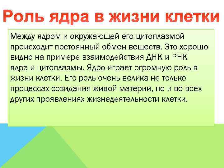 Роль ядра в жизни клетки Между ядром и окружающей его цитоплазмой происходит постоянный обмен