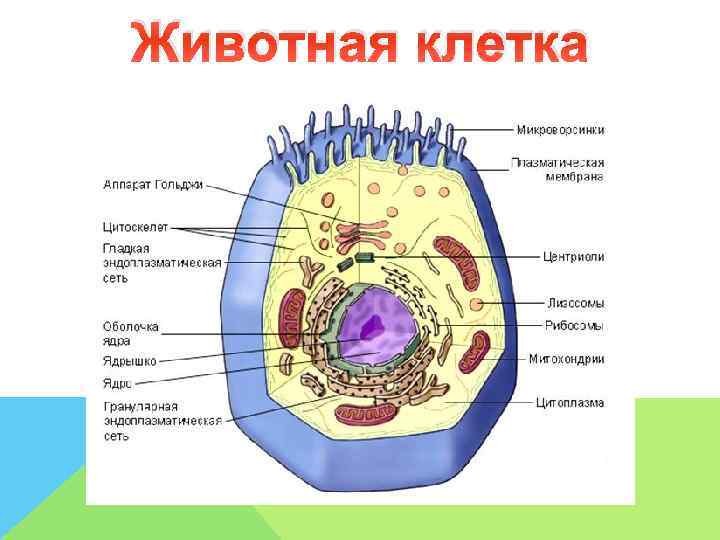 Животная клетка 