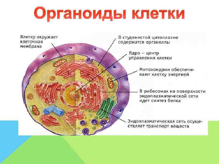 Какой цифрой на рисунке обозначен органоид имеющийся только в растительных клетках