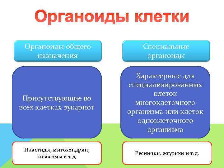   Органоиды клетки Органоиды общего   Специальные назначения   органоиды 