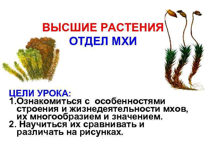  ВЫСШИЕ РАСТЕНИЯ   ОТДЕЛ МХИ  ЦЕЛИ УРОКА: 1. Ознакомиться с особенностями