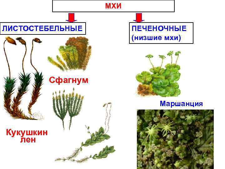 К какому классу относят растение лист которого показан на рисунке 1 листостебельные мхи хвойные