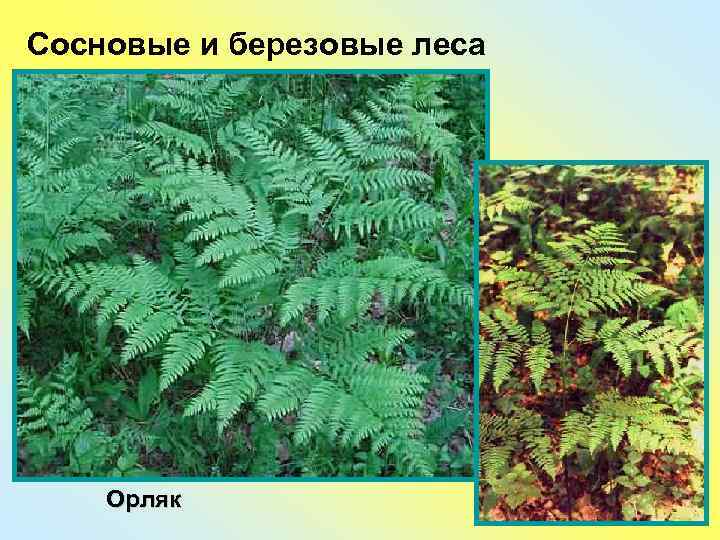 Сосновые и березовые леса   Орляк 
