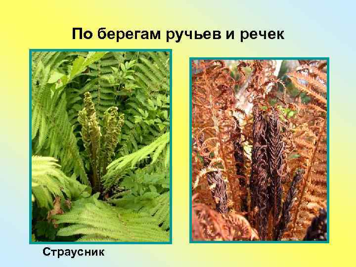   По берегам ручьев и речек Страусник 