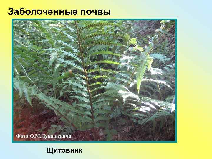Заболоченные почвы  Щитовник 