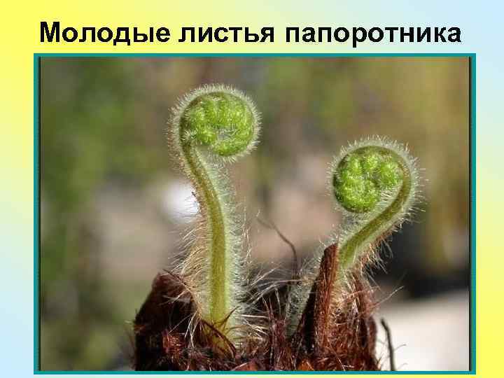 Молодые листья папоротника 