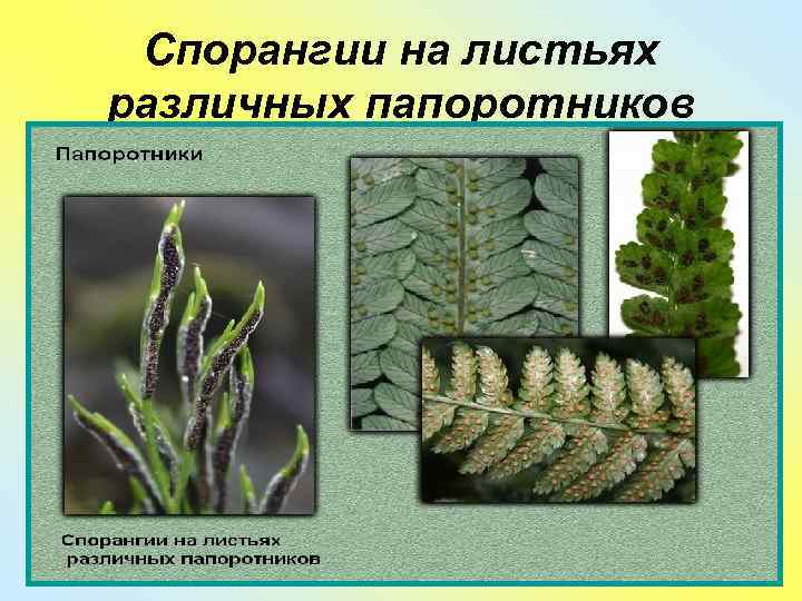  Спорангии на листьях различных папоротников 