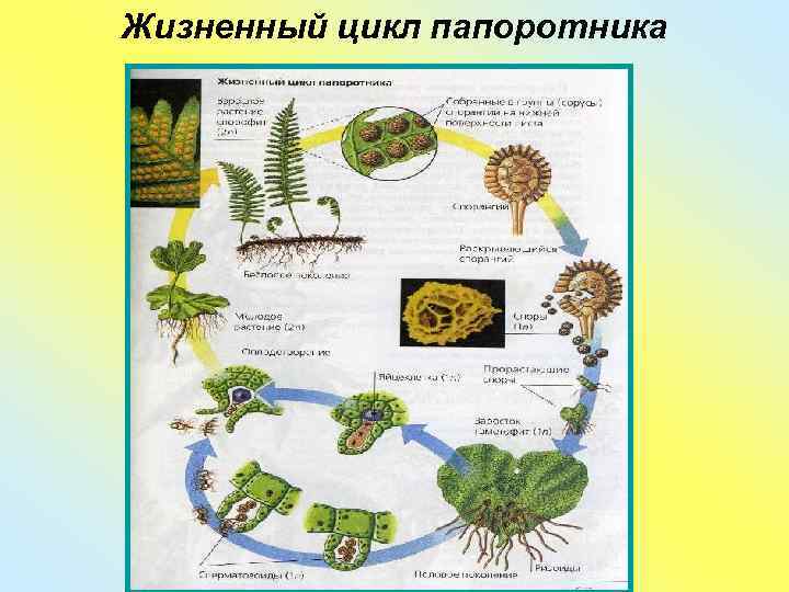 Жизненный цикл папоротника 