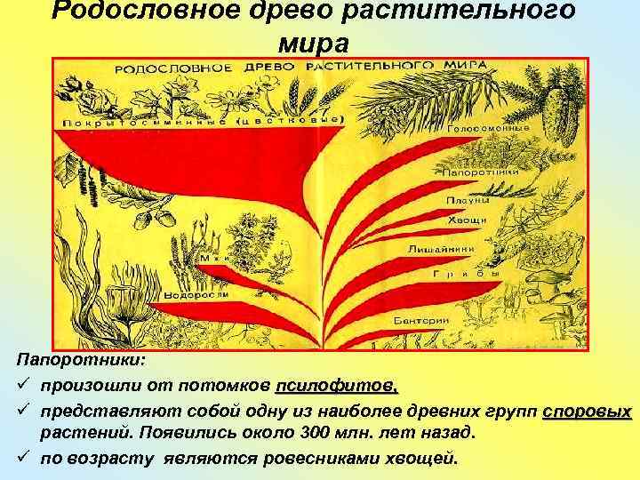   Родословное древо растительного   мира Папоротники: ü произошли от потомков псилофитов,