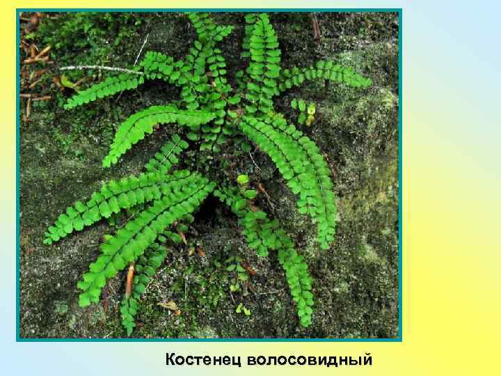 Костенец волосовидный 