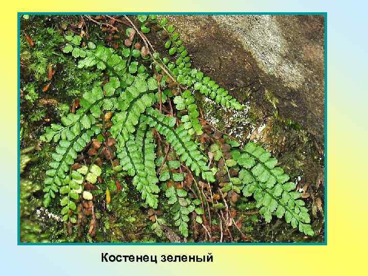 Костенец зеленый 