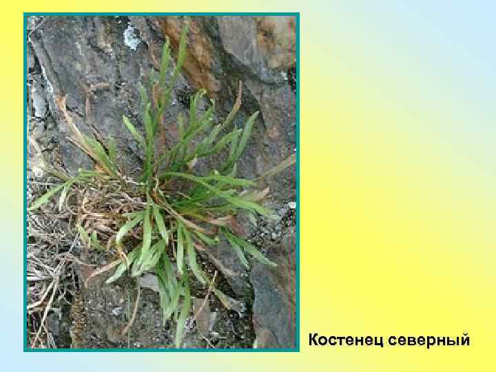 Костенец северный 