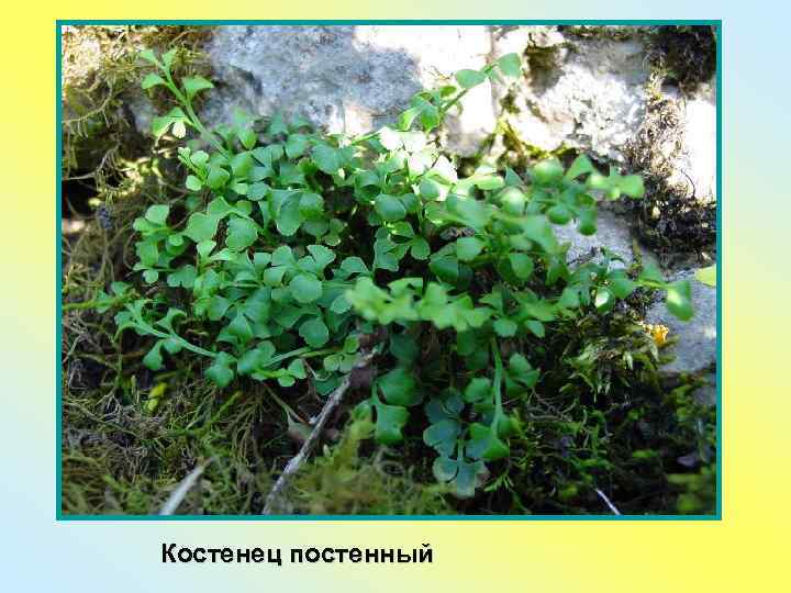 Костенец постенный 