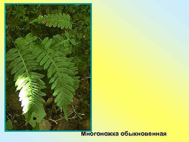 Многоножка обыкновенная 