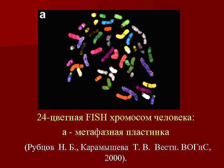   24 -цветная FISH хромосом человека:  a - метафазная пластинка (Рубцов Н.