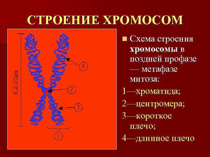 СТРОЕНИЕ ХРОМОСОМ  n Схема строения   хромосомы в   поздней профазе