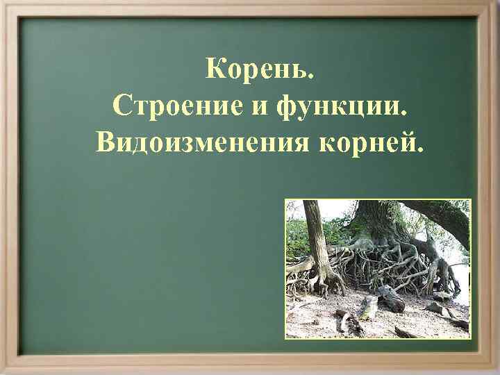   Корень.  Строение и функции. Видоизменения корней. 