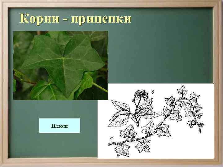 Корни - прицепки   Плющ 