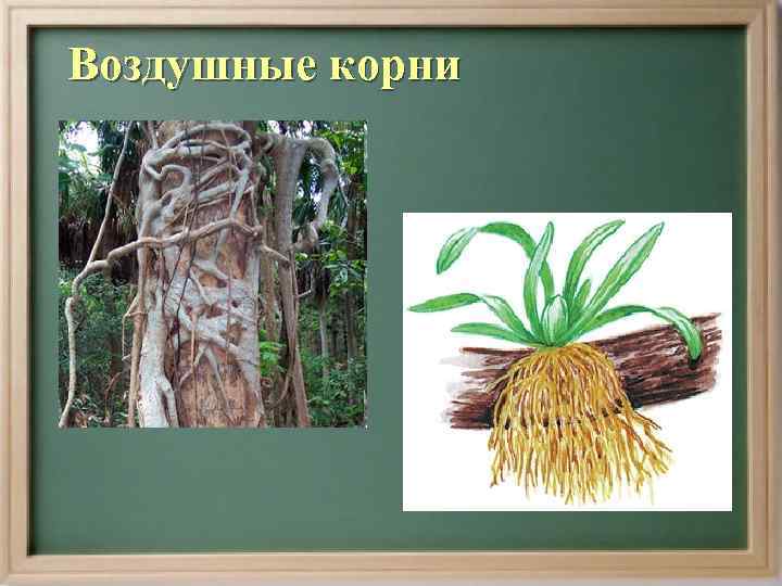 Воздушные корни 