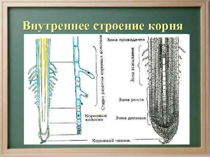 Внутреннее строение корня 