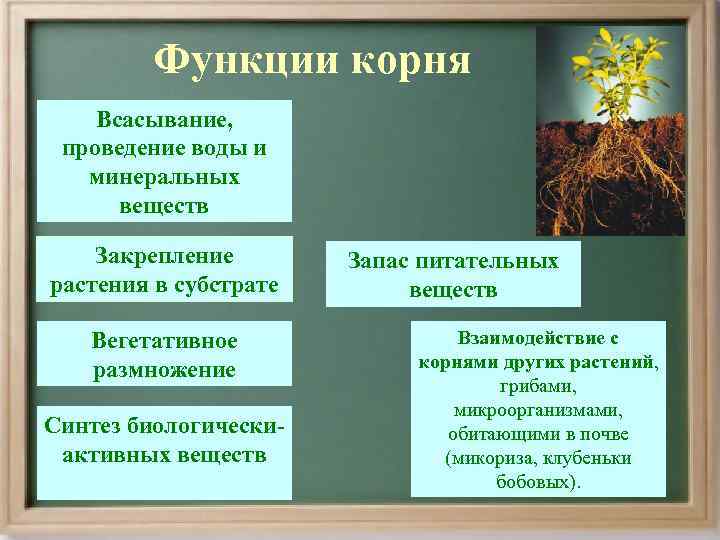    Функции корня Всасывание,  проведение воды и  минеральных  веществ