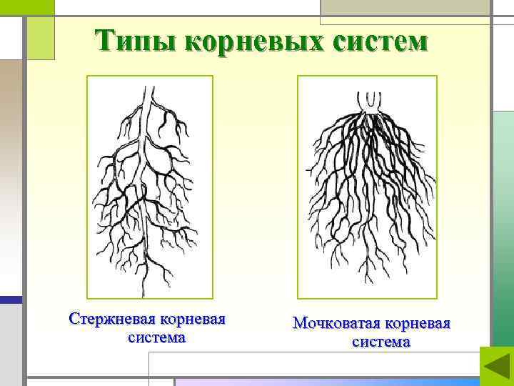   Типы корневых систем Стержневая корневая  Мочковатая корневая  система 