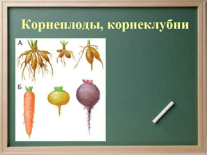 Корнеплоды, корнеклубни 