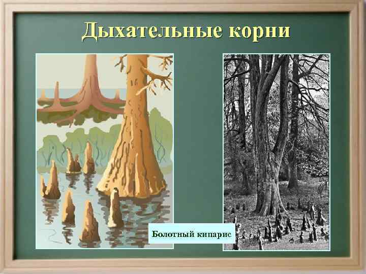 Дыхательные корни   Болотный кипарис 