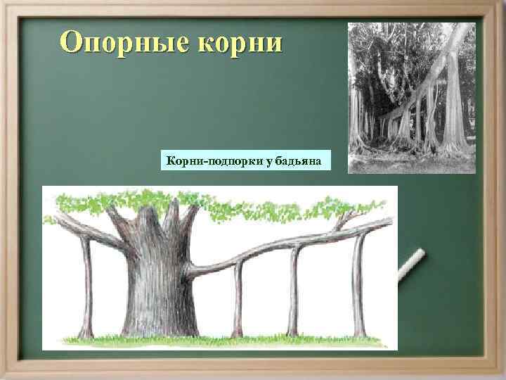 Опорные корни   Корни-подпорки у бадьяна 