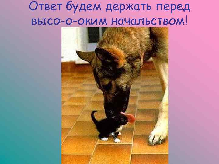 Ответ будем держать перед высо-о-оким начальством! 