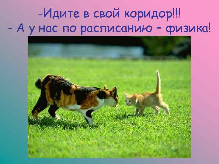  -Идите в свой коридор!!! - А у нас по расписанию – физика! 