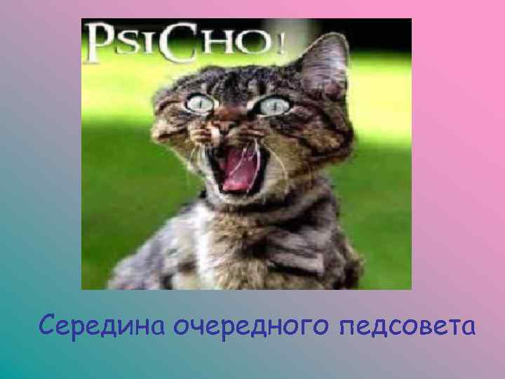 Середина очередного педсовета 