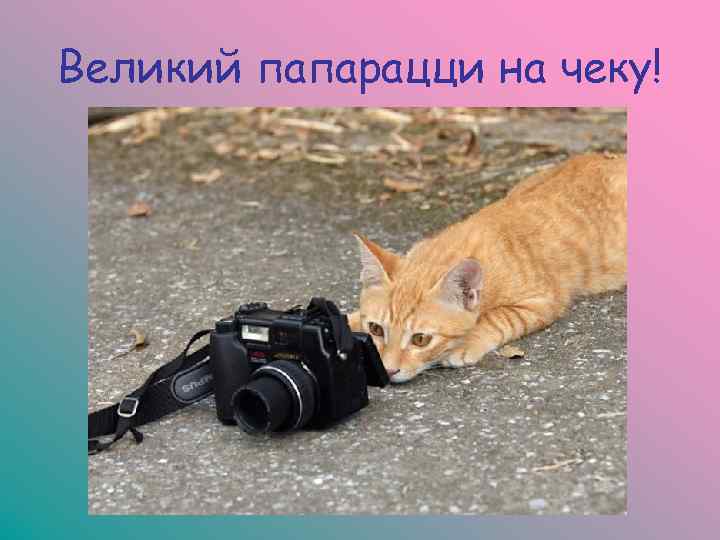 Великий папарацци на чеку! 