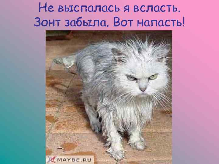  Не выспалась я всласть. Зонт забыла. Вот напасть! 