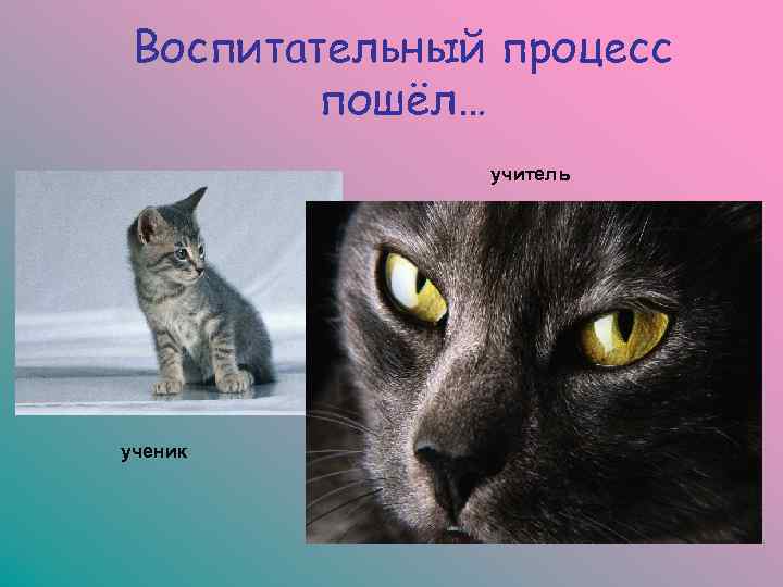  Воспитательный процесс   пошёл…    учитель ученик 