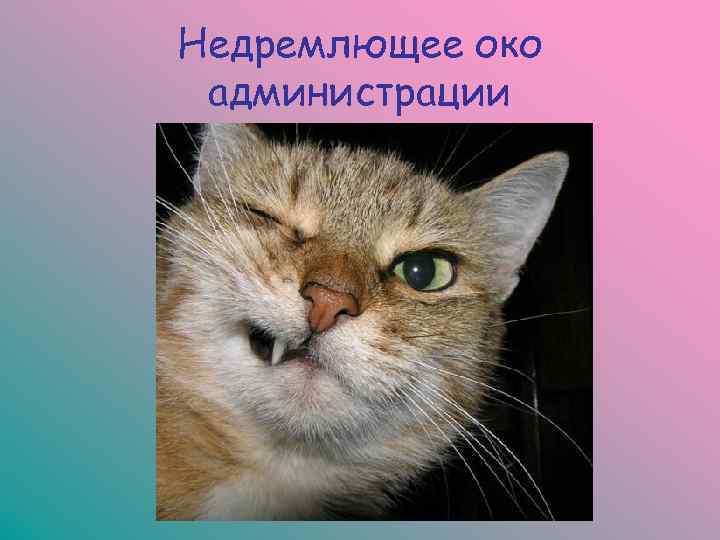 Недремлющее око администрации 