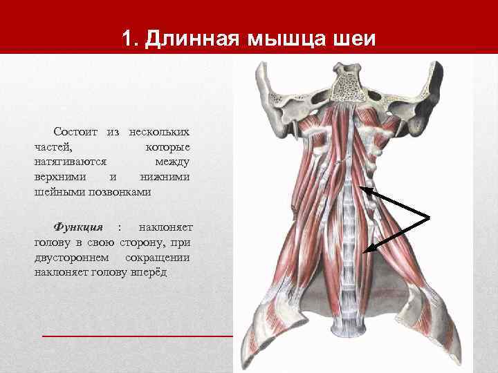    1. Длинная мышца шеи  Состоит из нескольких частей,  которые