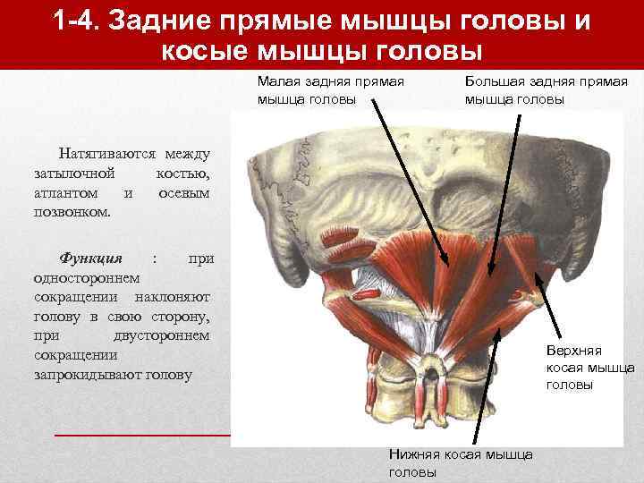 Мышцы шеи фото с описанием