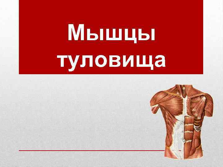  Мышцы туловища 