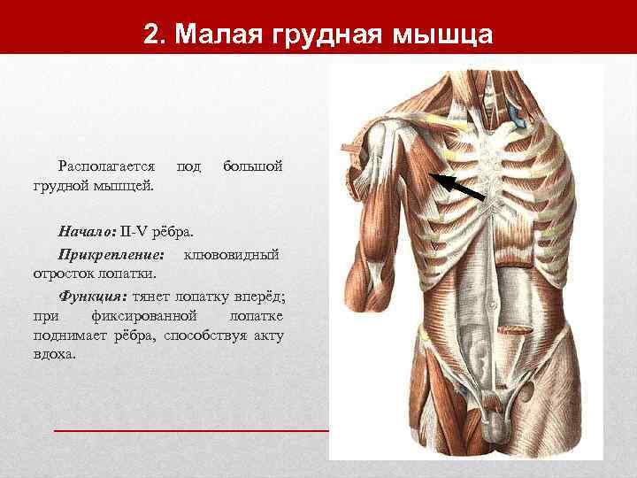    2. Малая грудная мышца  Располагается  под  большой грудной