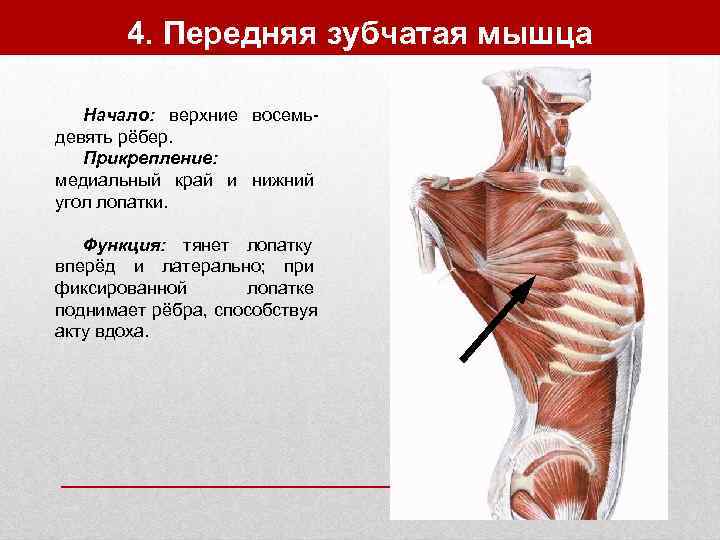   4. Передняя зубчатая мышца Начало: верхние восемь- девять рёбер. Прикрепление: медиальный край
